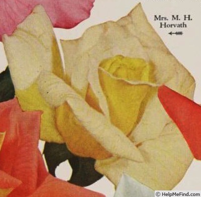'Mrs. M. H. Horvath' rose photo