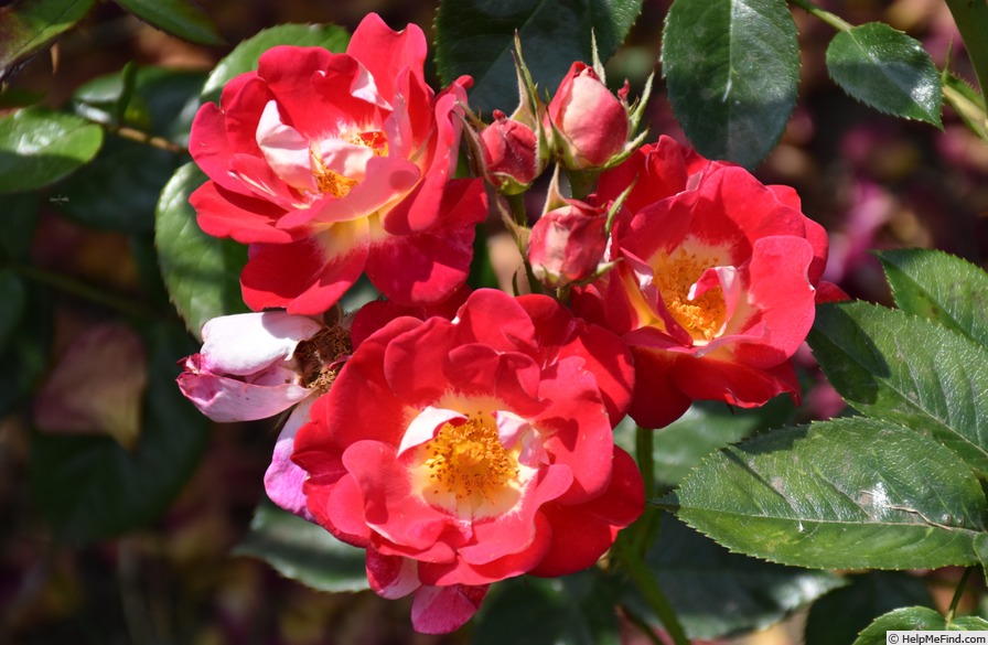 'Girlguiding UK Centenary Rose' rose photo