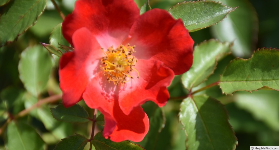'Eyepaint ®' rose photo