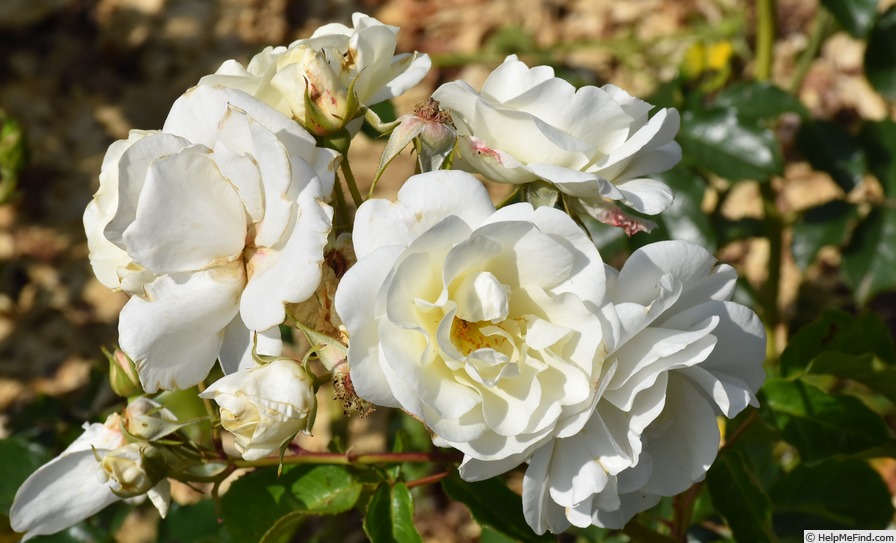 'St. John (floribunda, Harkness, 1995)' rose photo