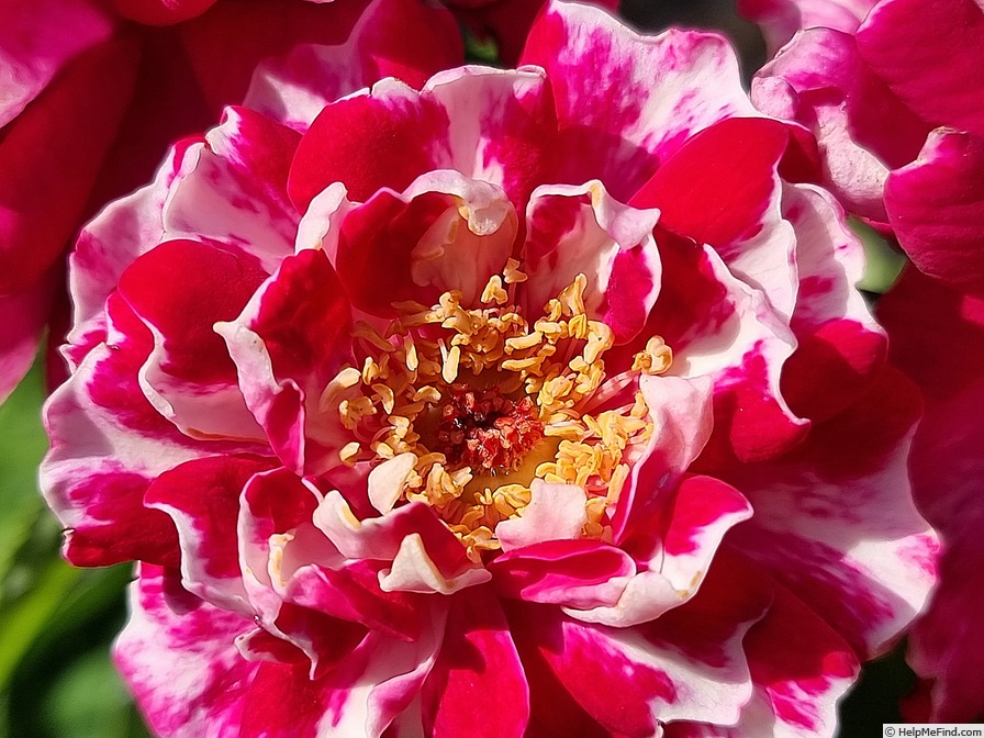 'Roger Lambelin' rose photo