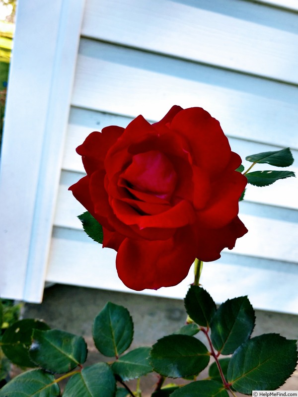 'Sweet Spirit' rose photo