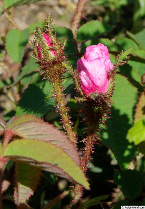 'Zoé (moss, Forest, 1829)' rose photo