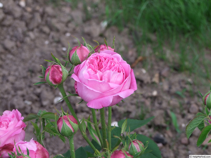 'Anna de Diesbach (hybrid perpetual, Lacharme, 1857)' rose photo