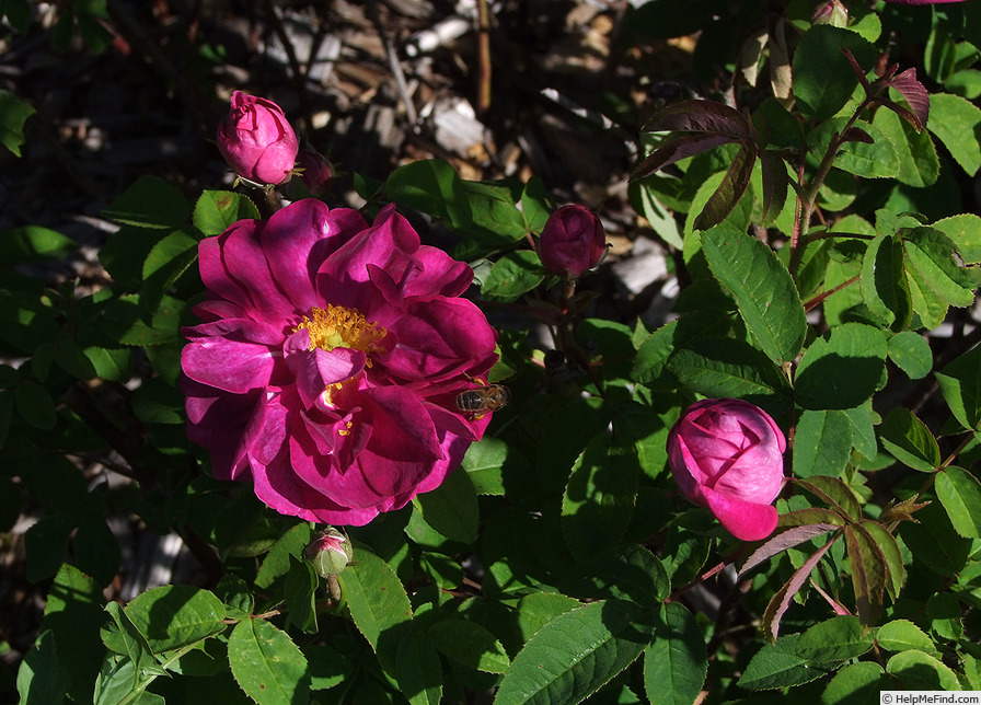 'Christiane Morizot' rose photo