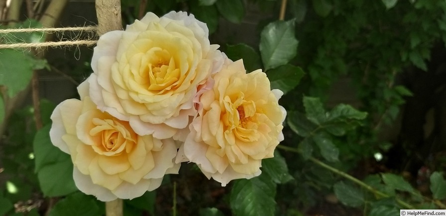 'Pierre Hermé ®' rose photo