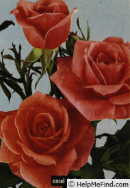 'Coral Bells' rose photo