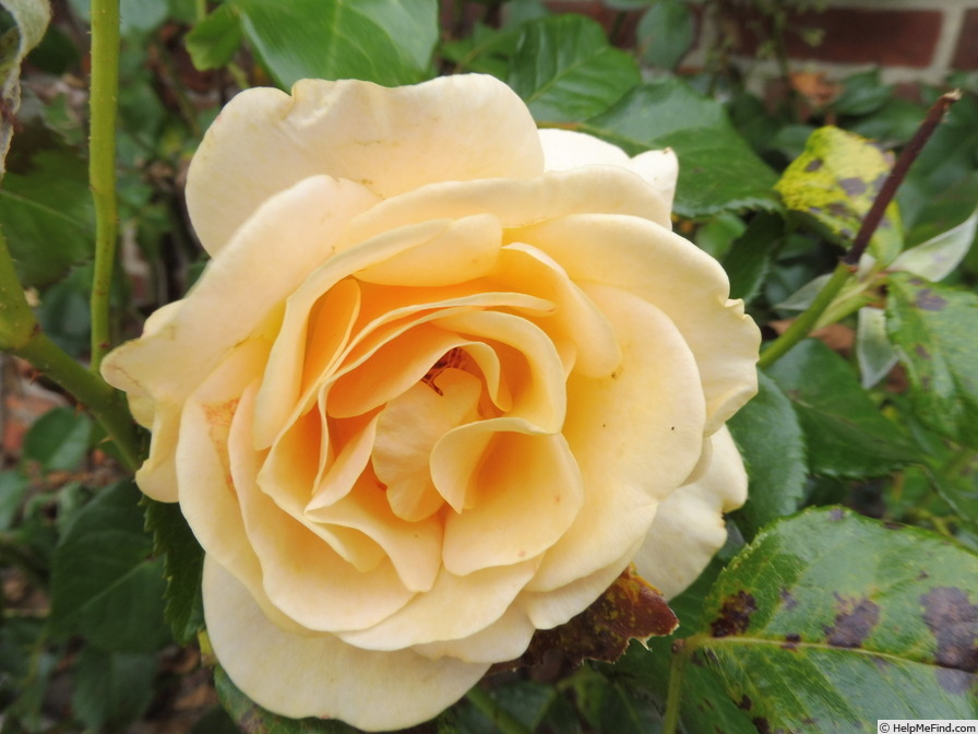 'Atco Royale' rose photo