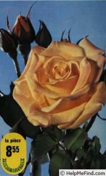 'Golden Giant' rose photo