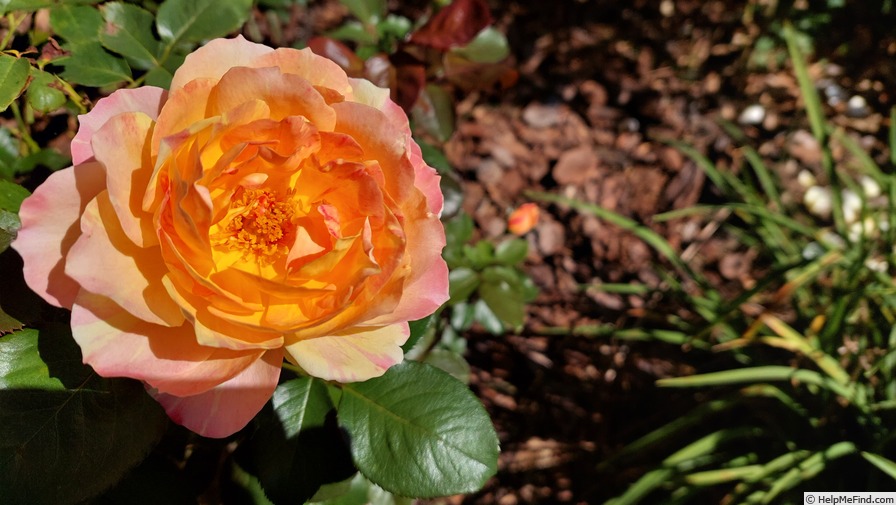 'La Park' rose photo