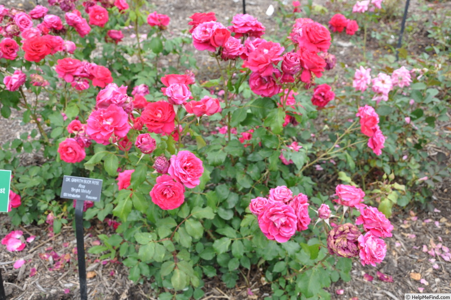 'Bright Melody' rose photo