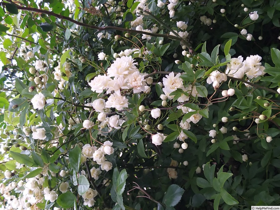 'R. banksiae à fleurs doubles' rose photo