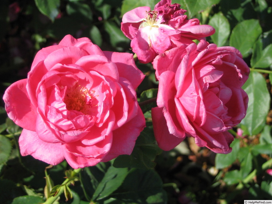 'Virginia Reel' rose photo
