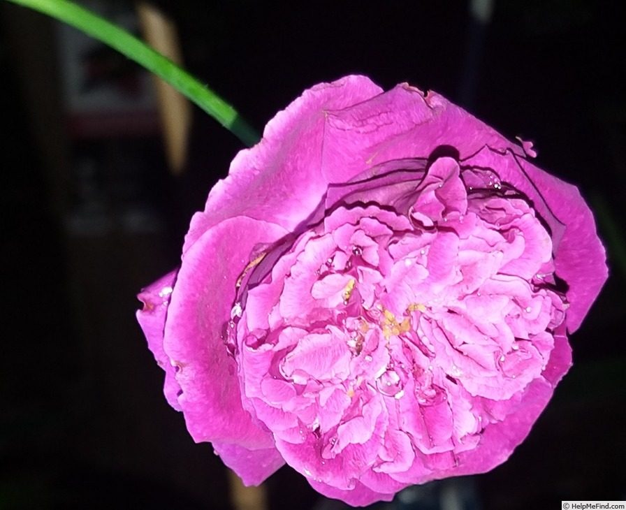 'Falstaff' rose photo
