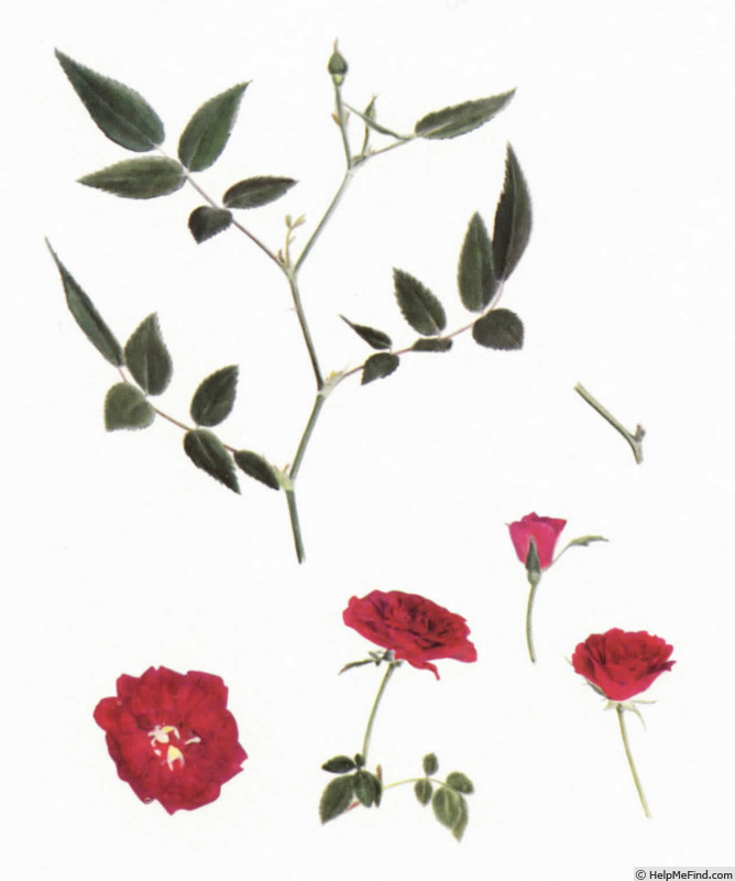 'Ruby Jewel' rose photo