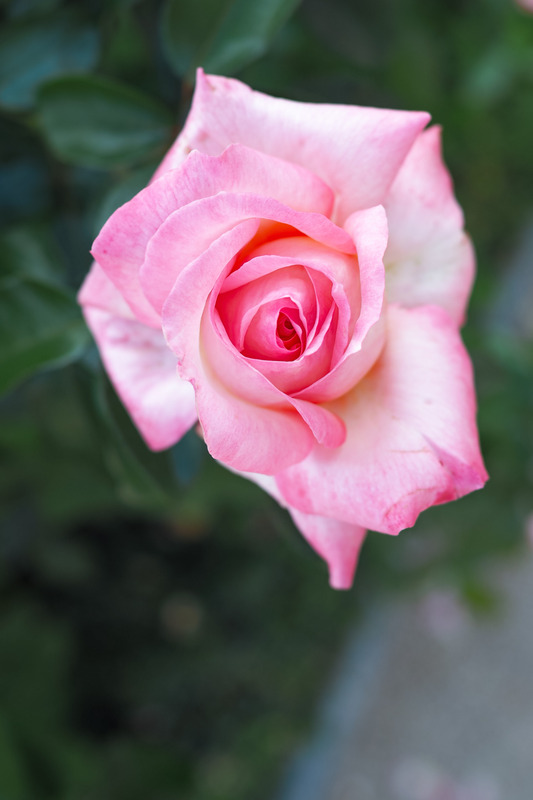 'Rosa del Camino de Santiago ®' rose photo