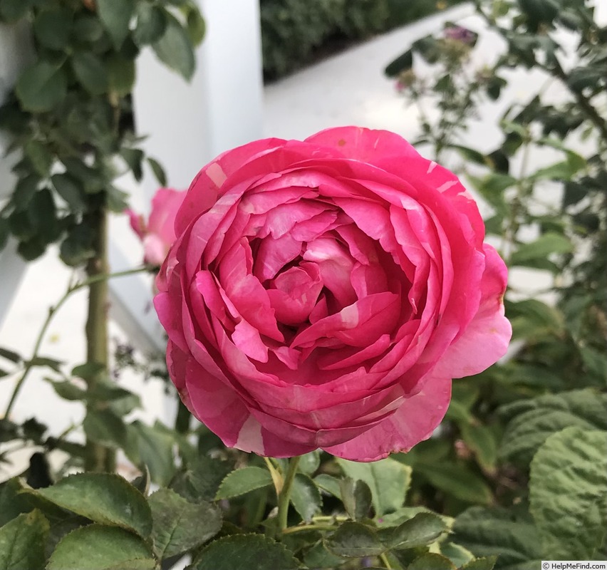 'Pretty in Pink Eden®' rose photo