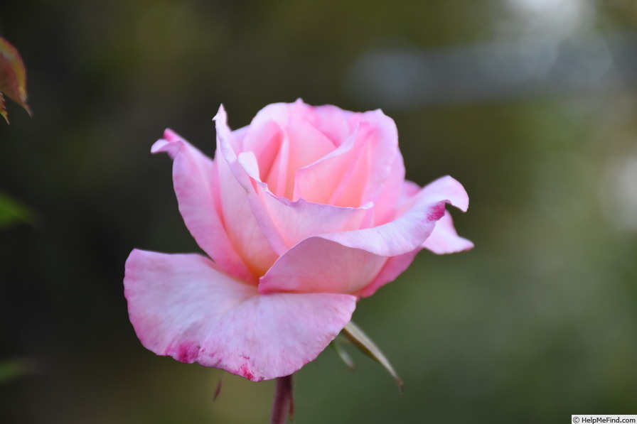 'Let's Celebrate (hybrid tea, Grant, 2004)' rose photo