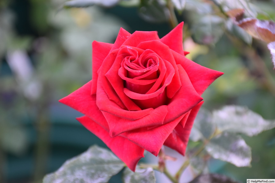 'Our Sacha' rose photo