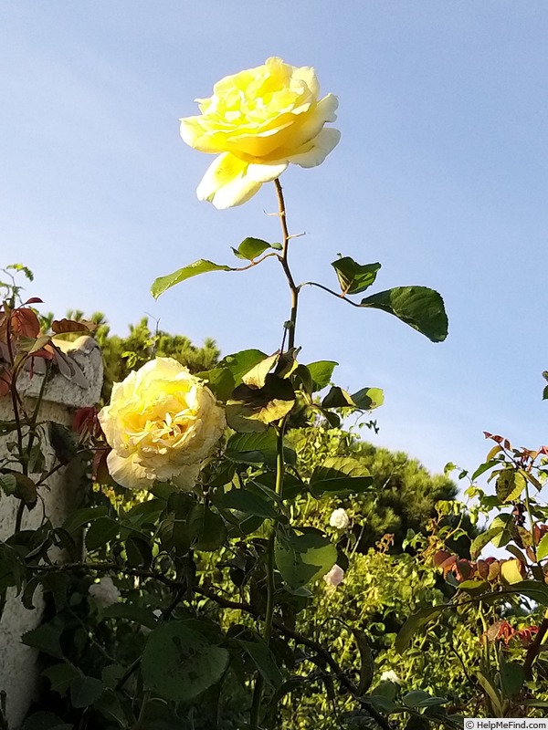 'Golden Gate ® (LCl, Kordes, 1995)' rose photo