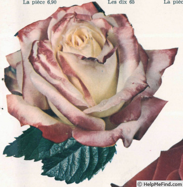 'Melrose (hybrid tea, Dickson, 1963)' rose photo