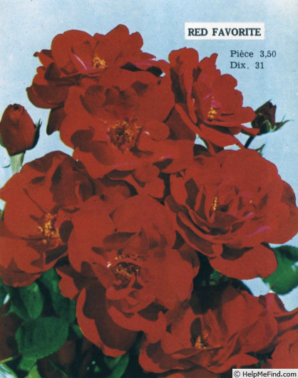 'Red Favorite' rose photo