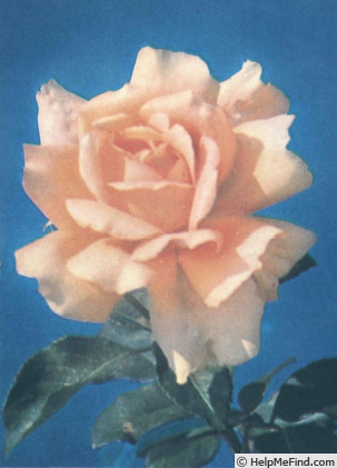 'Ramón Bach' rose photo
