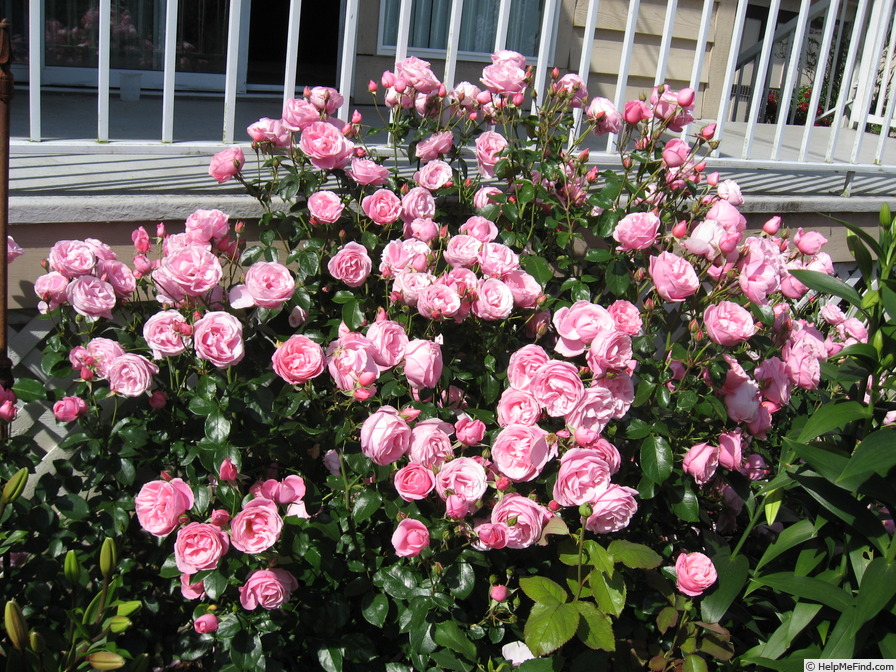 'William McCarthy' rose photo