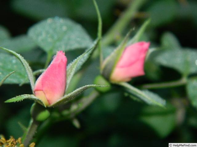 'Golden Angelcalnana' rose photo