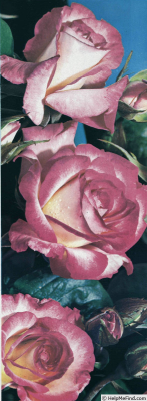 'Haendel ®' rose photo