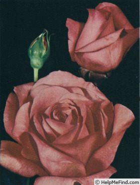 'Agéna ®' rose photo