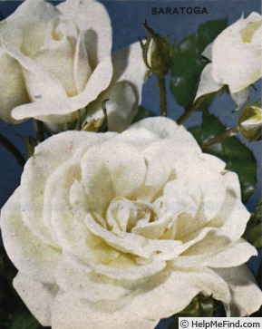 'Saratoga' rose photo