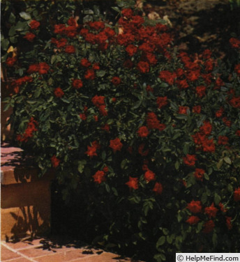 'Baby Baccará (miniature, Meilland, 1965)' rose photo