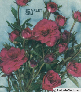 'Scarlet Gem ®' rose photo
