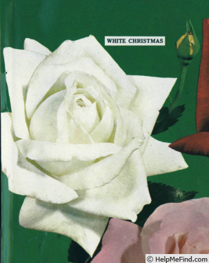 'White Christmas' rose photo