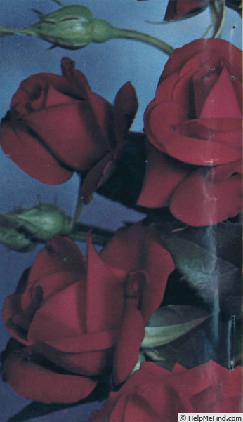 'Rêve de Valse ®' rose photo