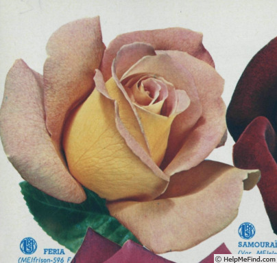 'Feria (hybrid tea, Meilland, 1968)' rose photo