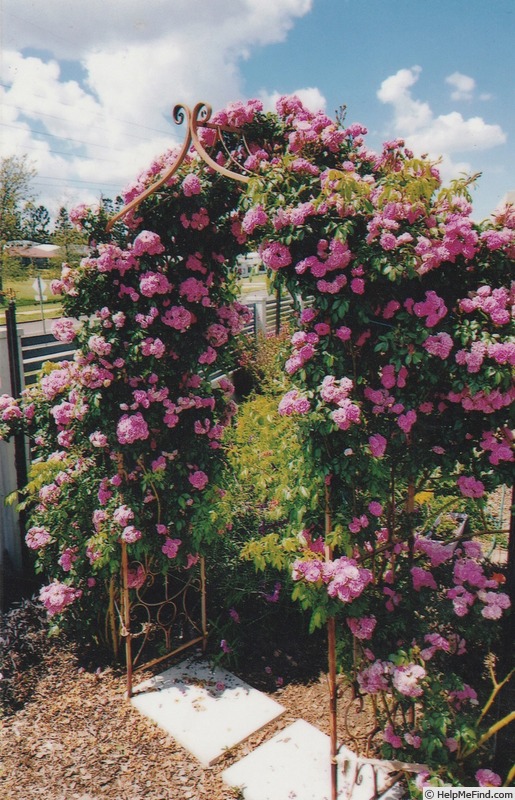 'Esmeralda (floribunda, Riethmuller, 1957)' rose photo