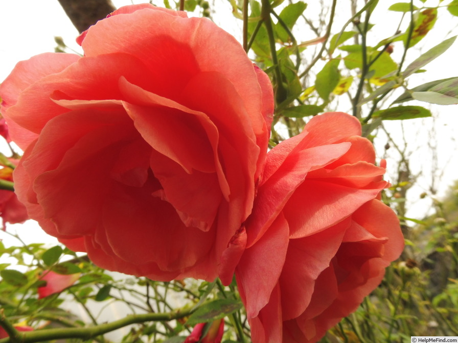 'Alibaba ®' rose photo
