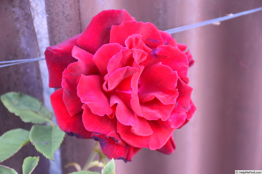 'Birthday Present' rose photo