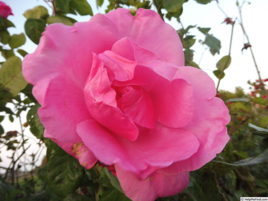 'The McCartney Rose ™' rose photo