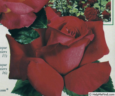 'Hilda Heinemann' rose photo