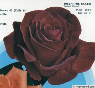 'Joséphine Baker' rose photo