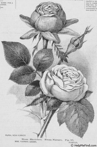 'The Puritan (hybrid tea, Bennett, 1886)' rose photo