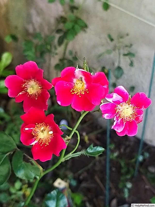 'Vesuvia ®' rose photo