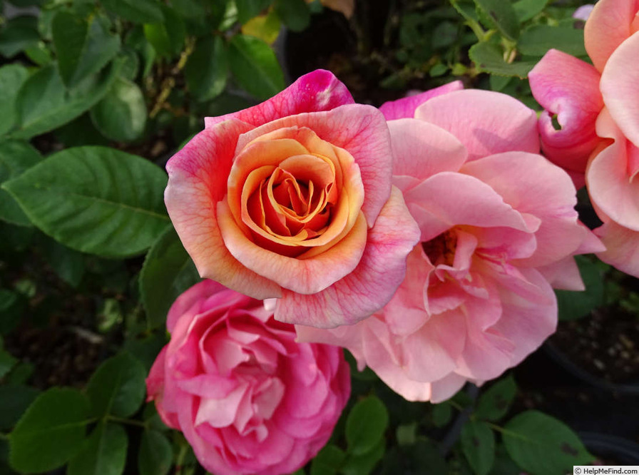 'Autumn' rose photo