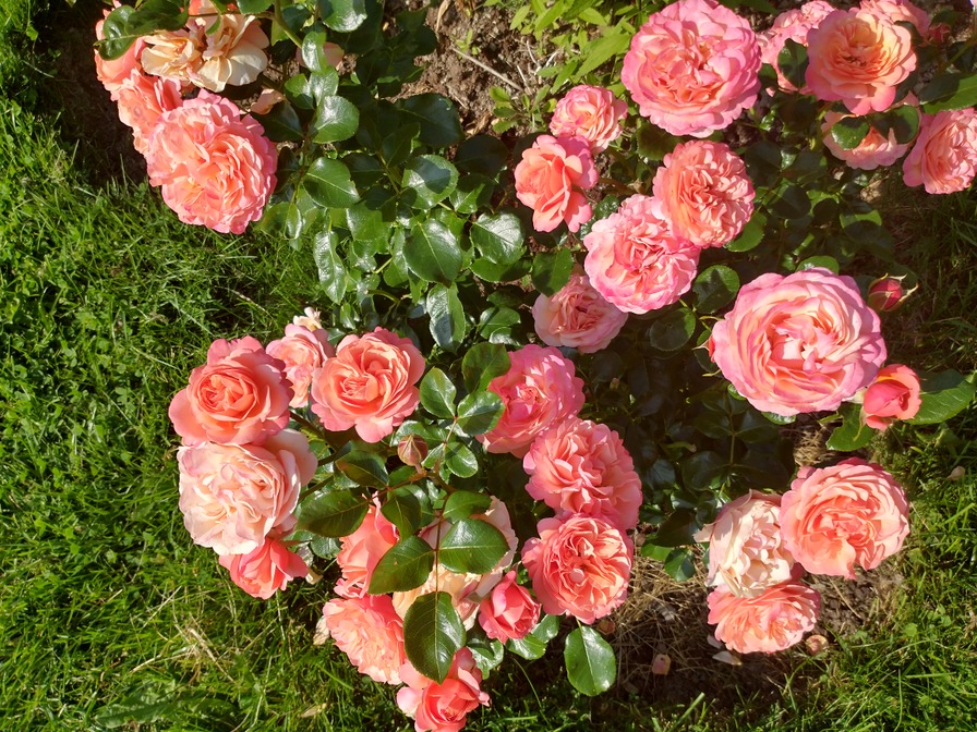 'Coral Lions-Rose ®' rose photo
