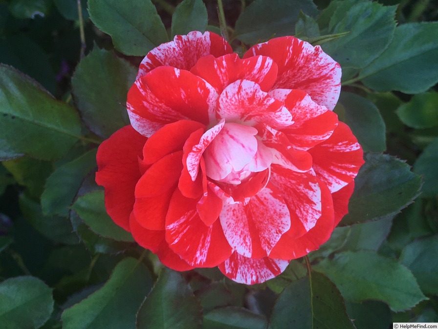 'Tiger Tail (floribunda, Christensen 1991)' rose photo