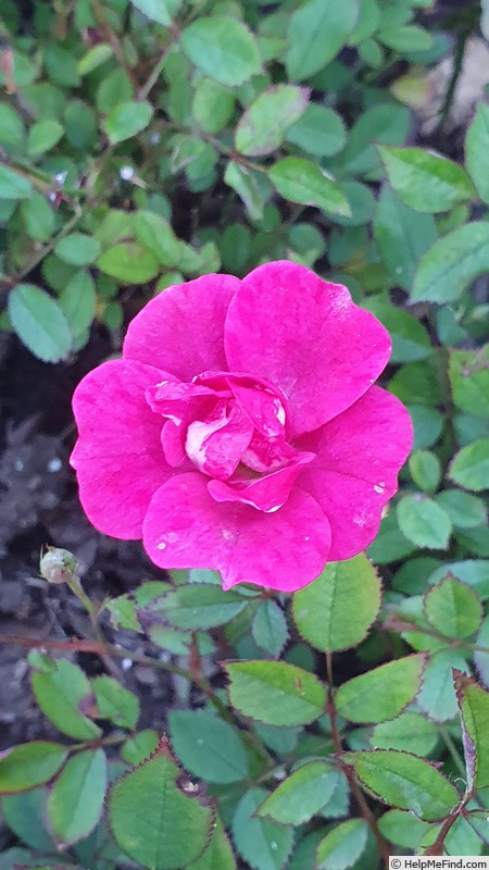 'Perla de Alcanada' rose photo