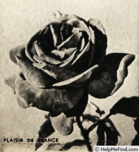 'Plaisir de France' rose photo
